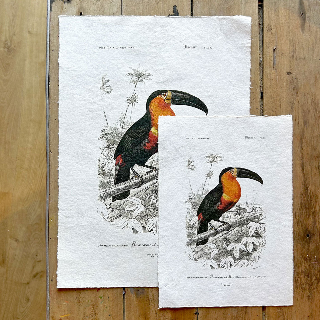 Parchemin - planche naturaliste serigraphier - Le Toucan